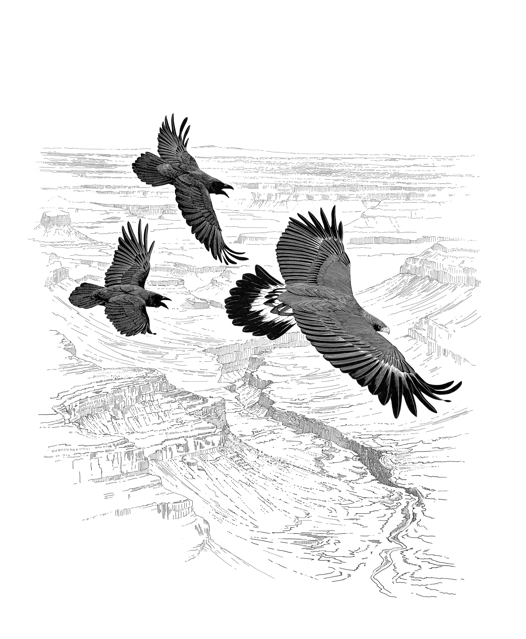 The Golden Eagle Around the World: A Monograph on a Holarctic Raptor