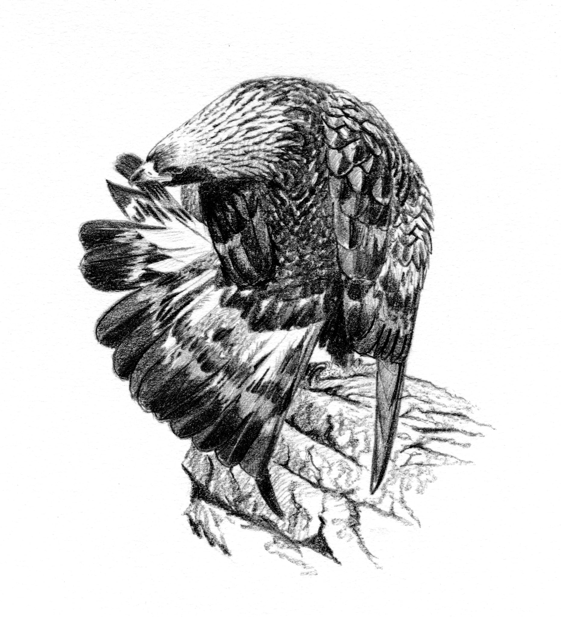 The Golden Eagle Around the World: A Monograph on a Holarctic Raptor