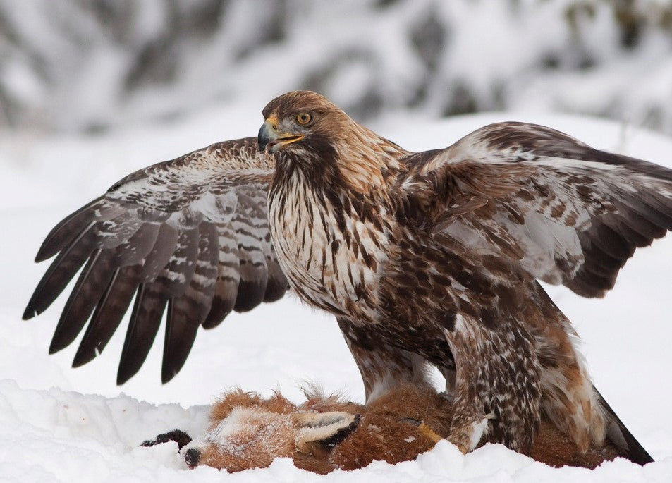 The Golden Eagle Around the World: A Monograph on a Holarctic Raptor