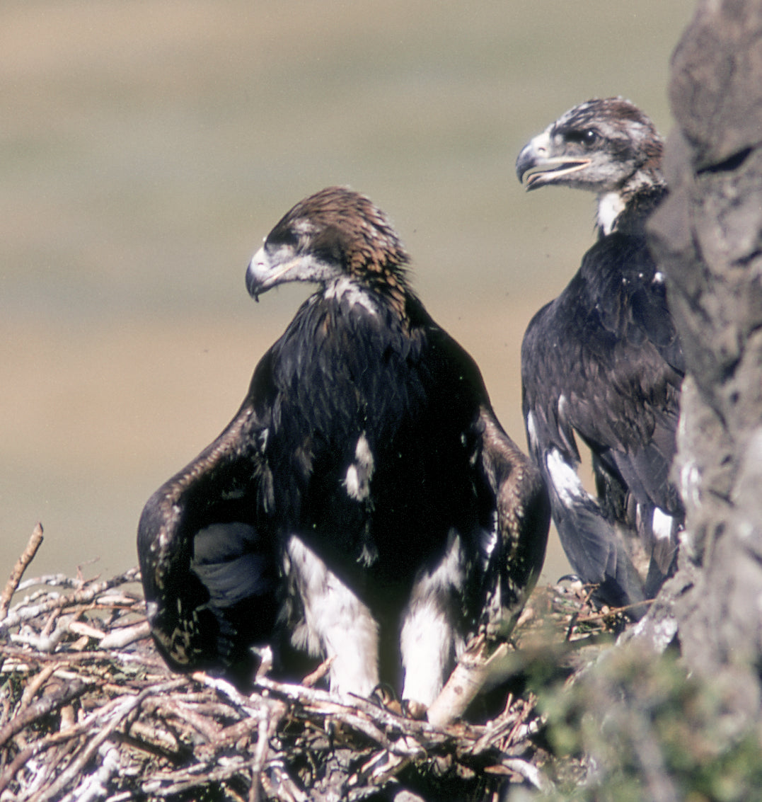 The Golden Eagle Around the World: A Monograph on a Holarctic Raptor