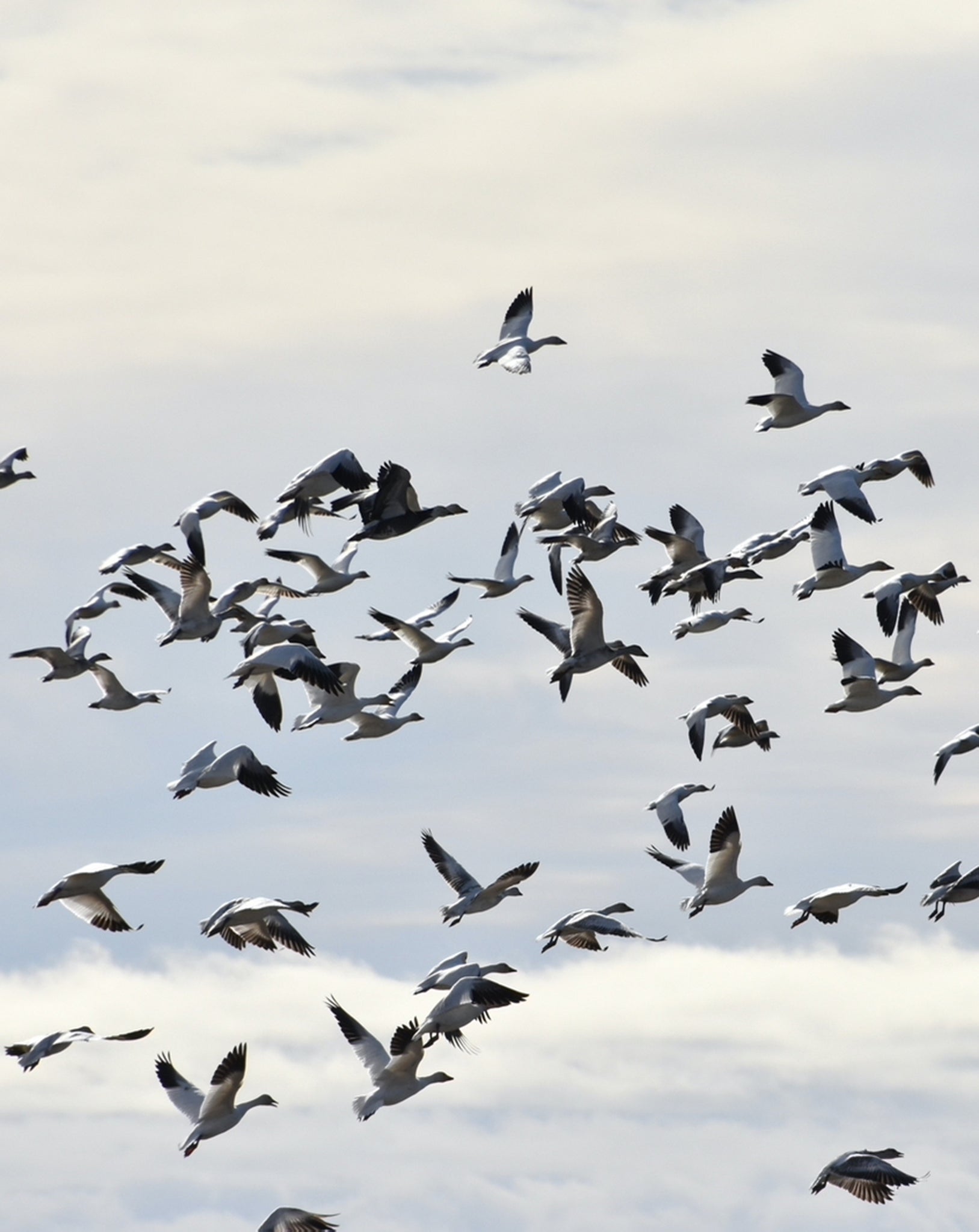 Wildlife Congregations: A Priest's Year of Gaggles, Colonies and Murders by the Salish Sea