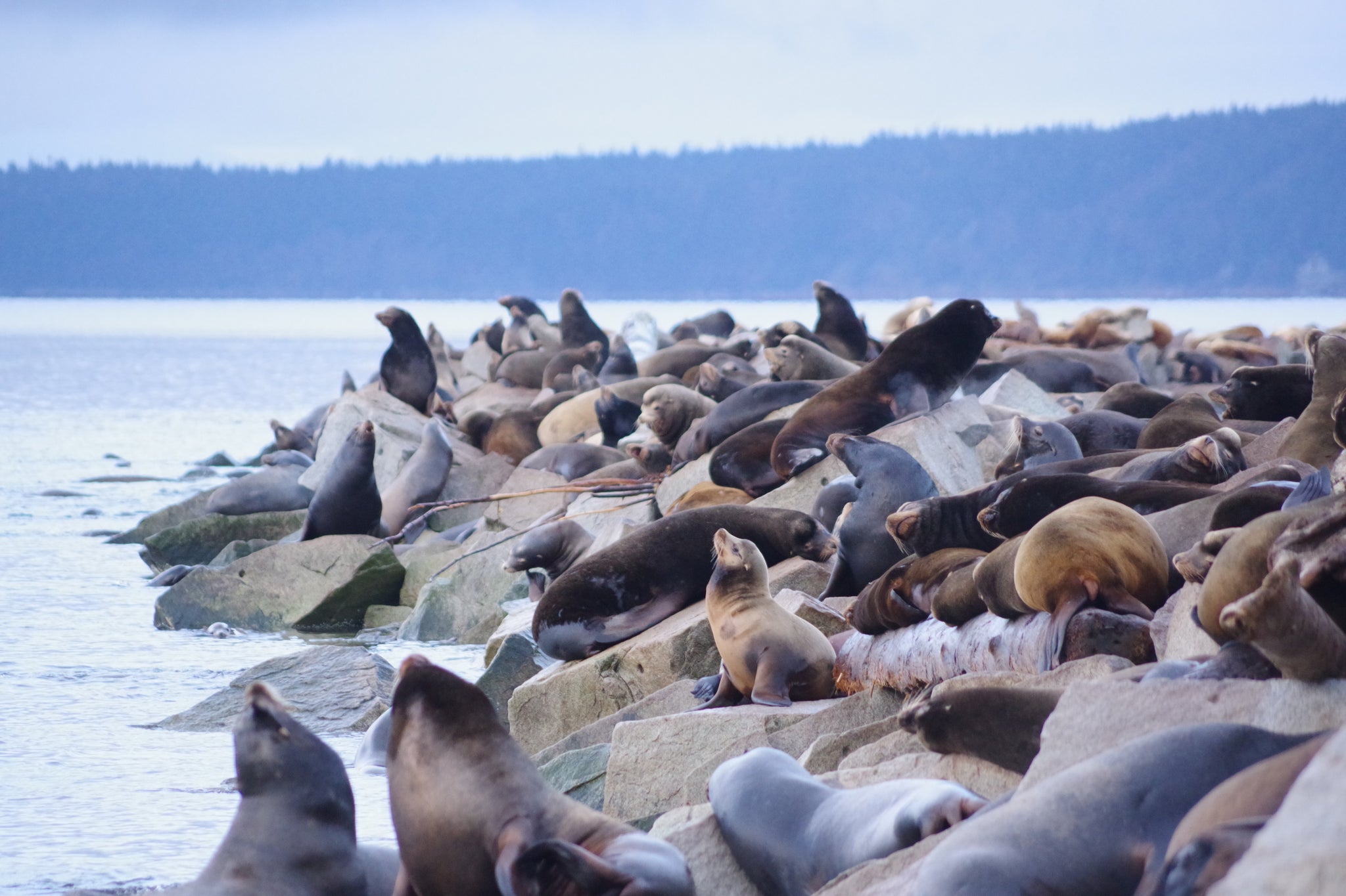 Wildlife Congregations: A Priest's Year of Gaggles, Colonies and Murders by the Salish Sea