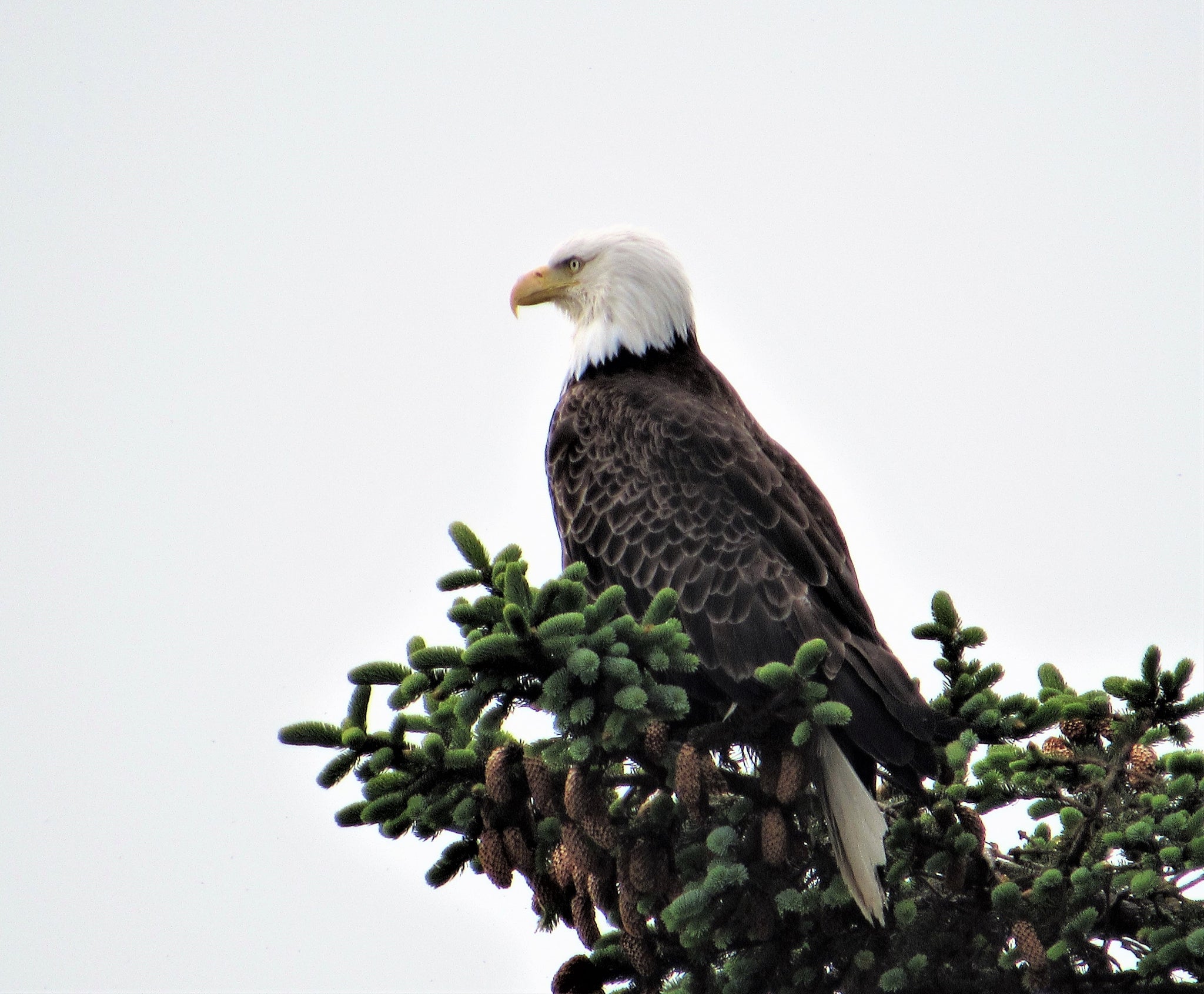 Land of Bear and Eagle: A Home in the Kodiak Wilderness