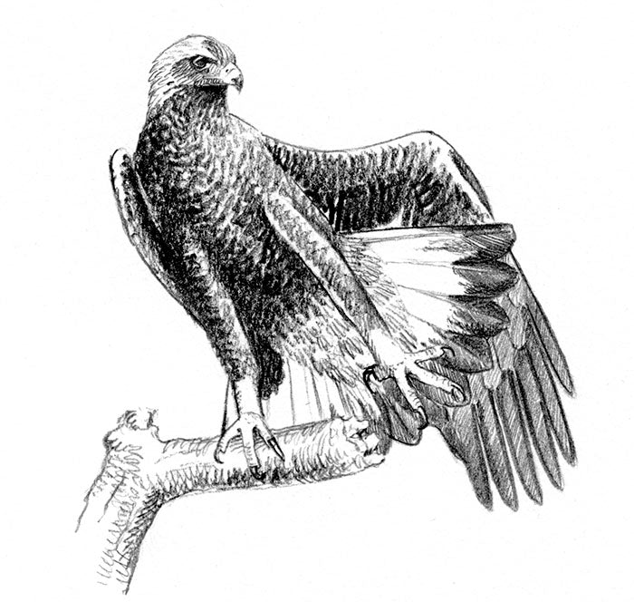 Behavior of the Golden Eagle: an illustrated ethogram