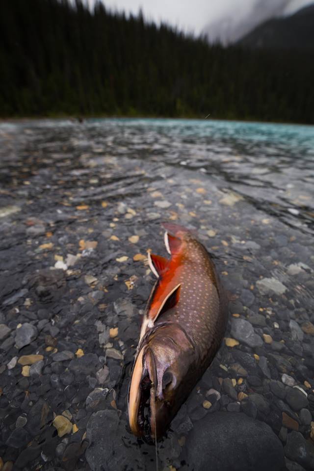 Fishing the Canadian Rockies (2nd Edition): An Angler's Guide to every lake, river & stream