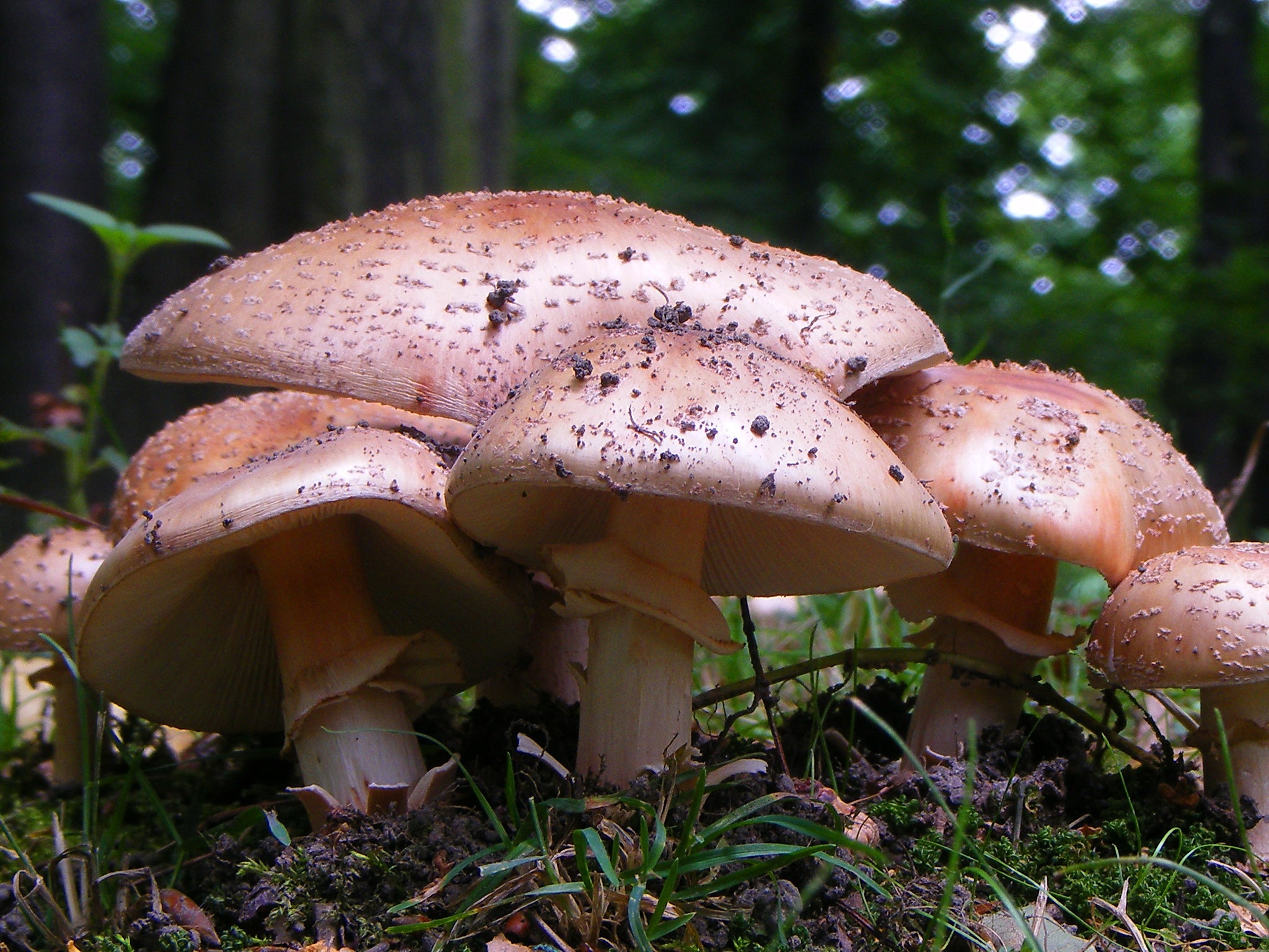 A Guide to Medicinal Mushrooms of the Pacific Northwest: Health Benefits and Other Therapeutic Uses