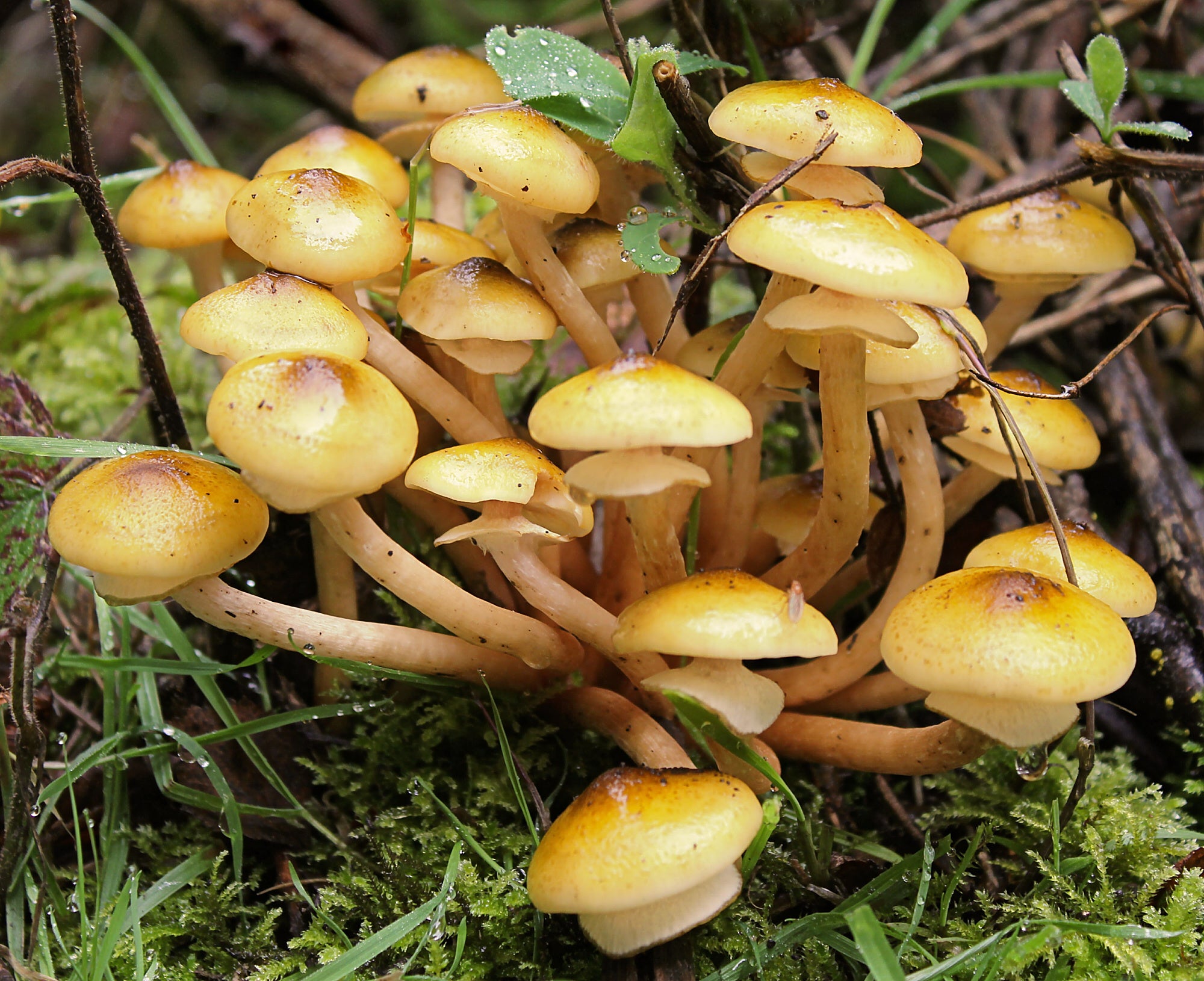 A Guide to Medicinal Mushrooms of the Pacific Northwest: Health Benefits and Other Therapeutic Uses
