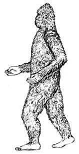 Bigfoot Encounters in New York & New England