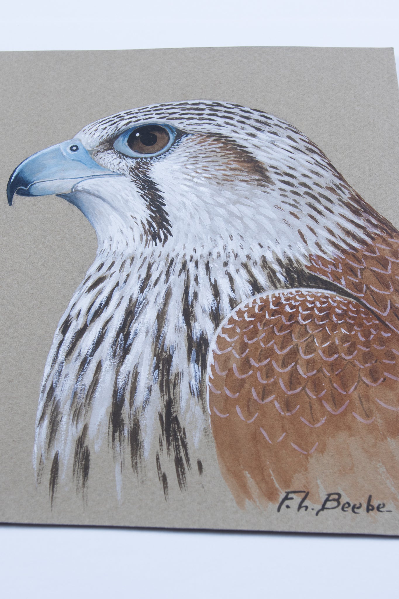 Compleat Falconer