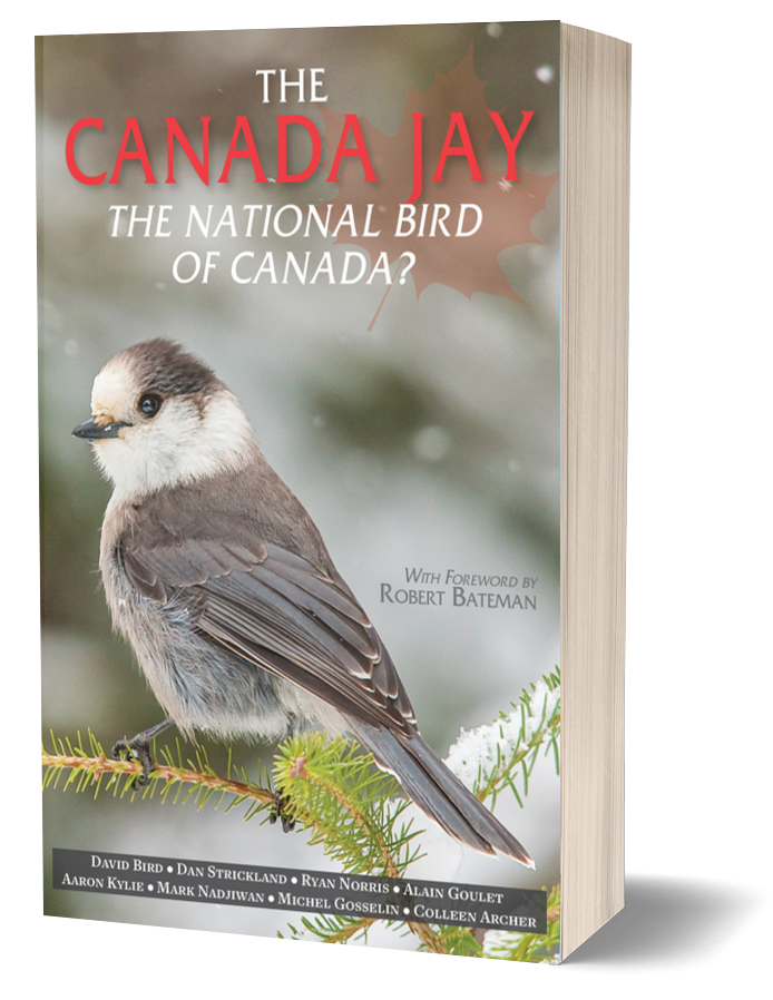 The Canada Jay: the national bird of Canada?