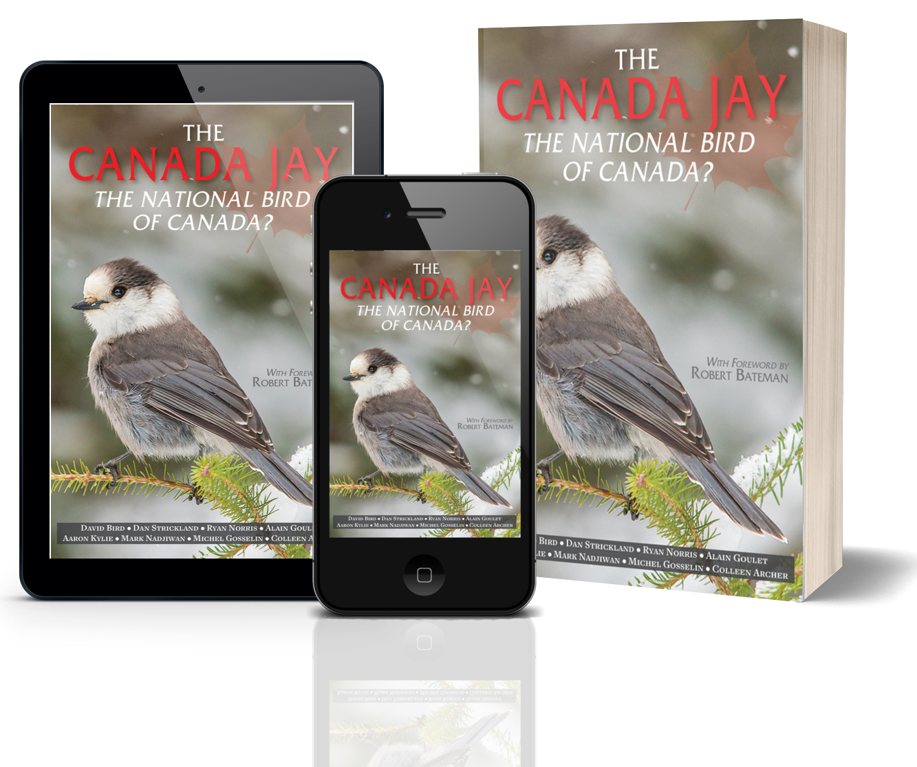 The Canada Jay: the national bird of Canada?