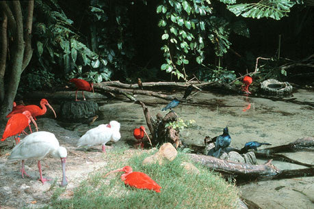Captive Birds in Health and Disease