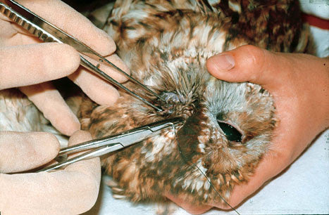 Captive Birds in Health and Disease
