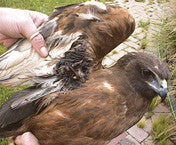 Captive Raptor Management & Rehabilitation