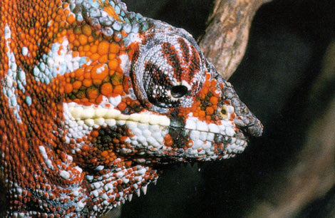 Chameleons: their care & breeding