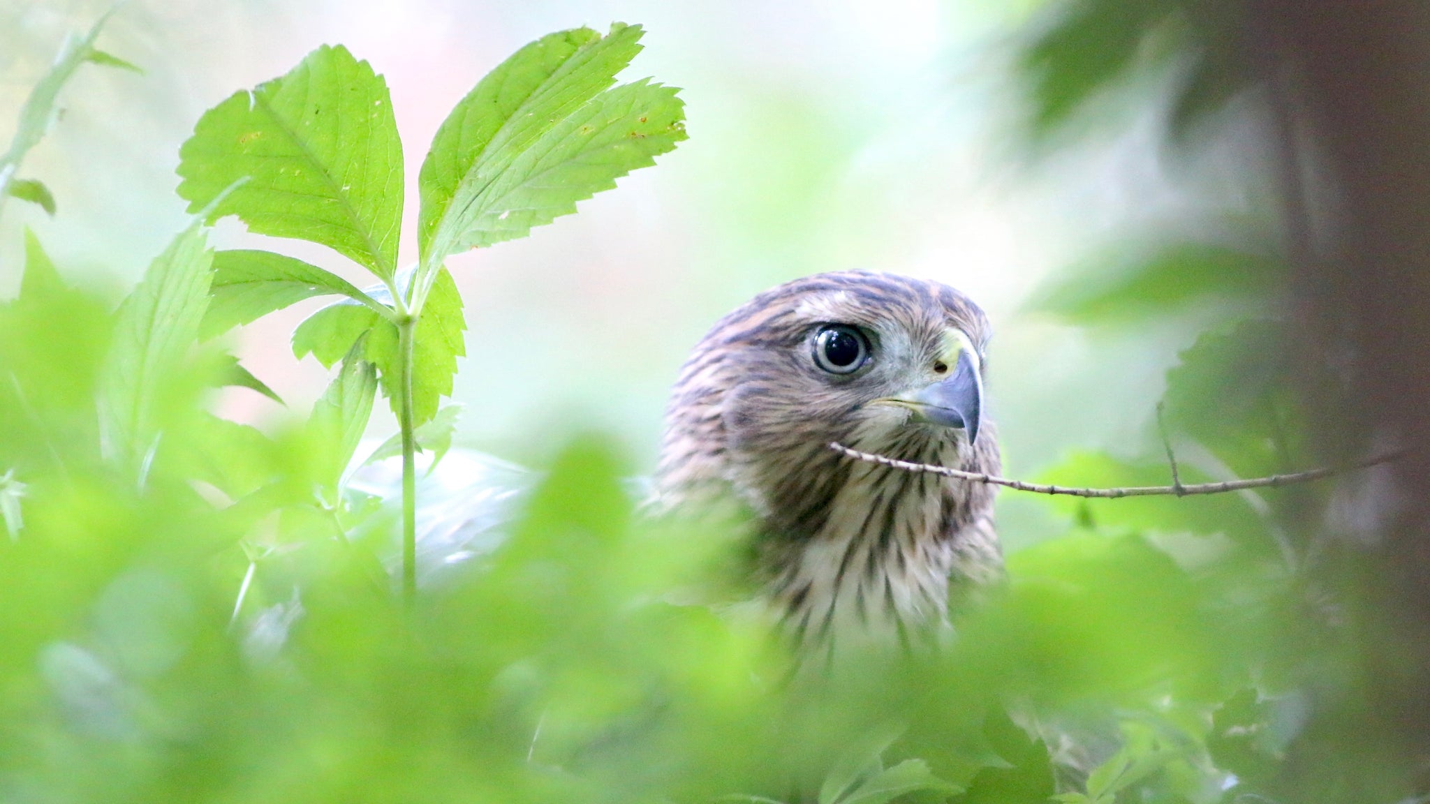 The Cooper's Hawk: breeding ecology & natural history of a winged huntsman