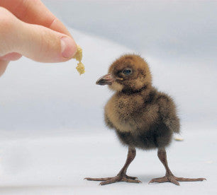 The Encyclopedia of Aviculture