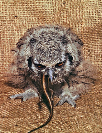 The Encyclopedia of Aviculture