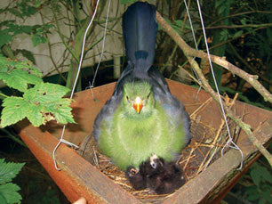 The Encyclopedia of Aviculture