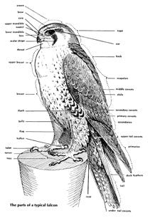 A Falconry Manual