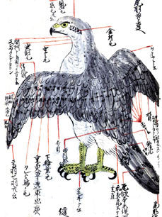 Falconry Uncommon: ancient Japanese Falconry