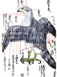 THE ENCYCLOPEDIA OF FALCONRY 鷹狩り 猛禽類 洋書 飛行中のハンターの鷹。猛禽類。鷹狩り。のイラスト素材