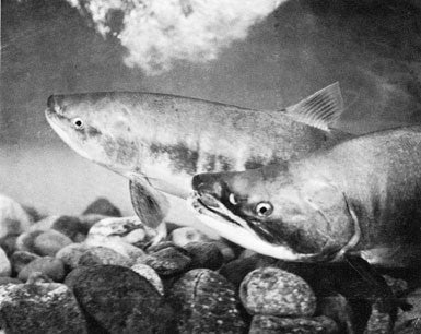 Fishing: British Columbia's commercial fishing history