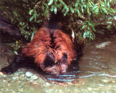 Great Bears of Hyder AK and Stewart BC: the word's greatest bear display that you can get to by car