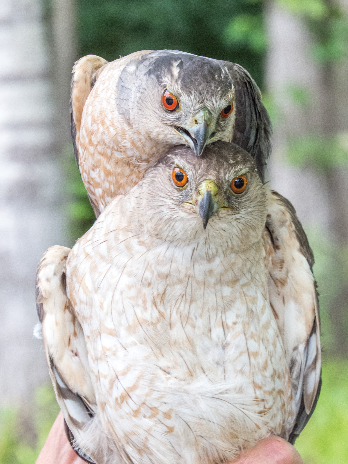 The Cooper's Hawk: breeding ecology & natural history of a winged huntsman