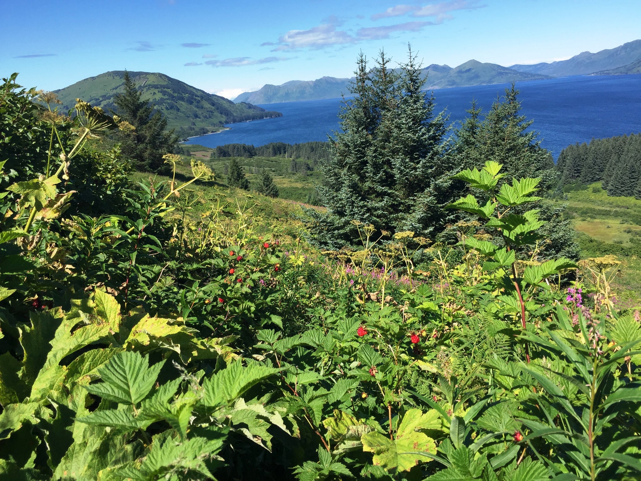 Land of Bear and Eagle: A Home in the Kodiak Wilderness