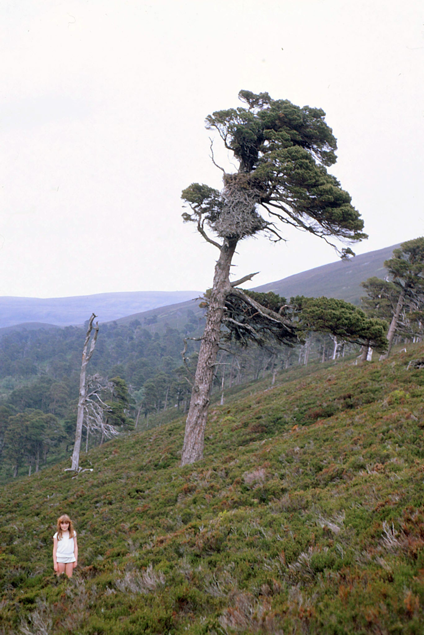 Observations of Golden Eagles in Scotland: a historical and ecological review