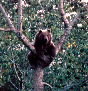 Magnificent Bears of North America: and where to find them