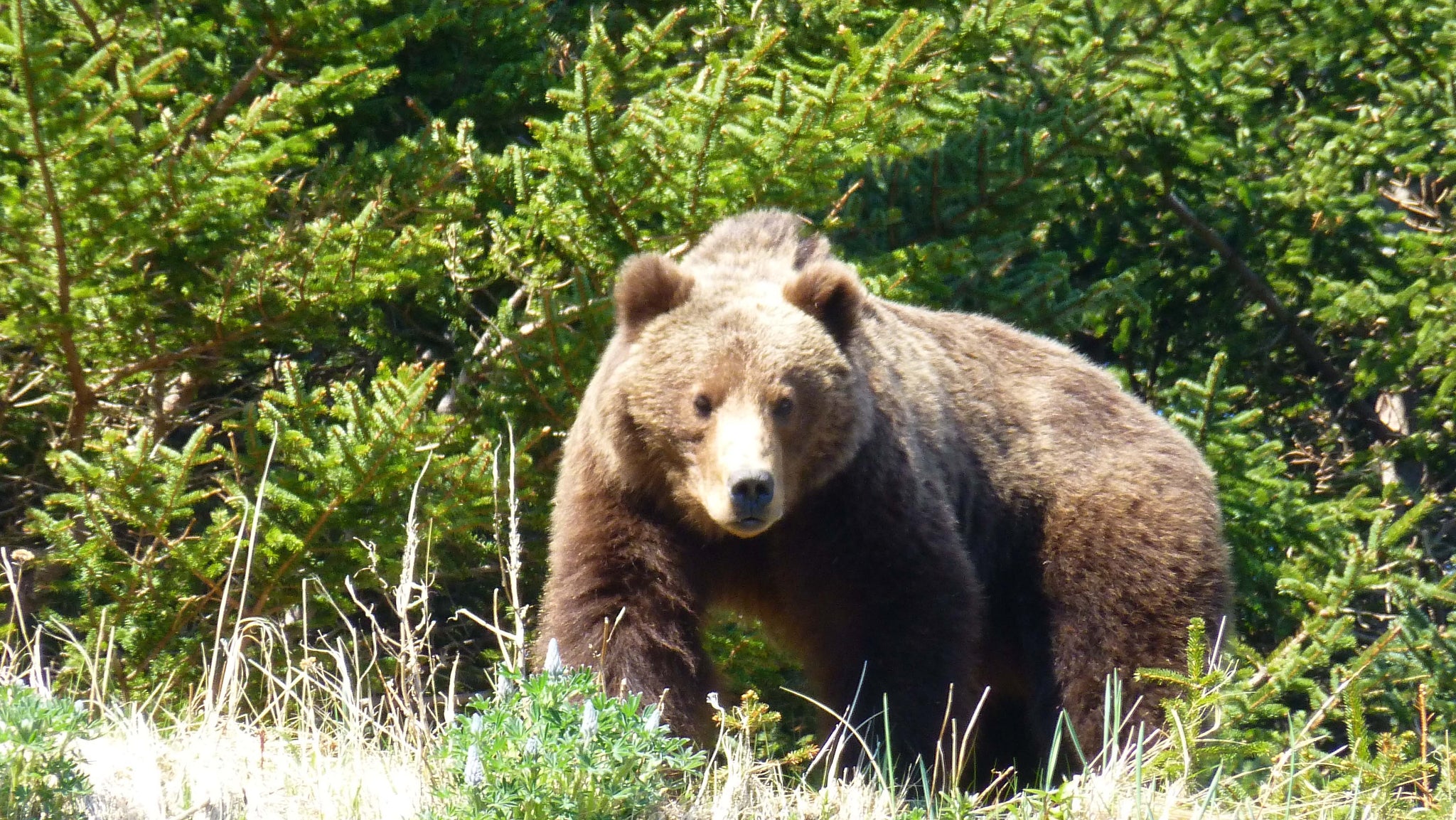 Land of Bear and Eagle: A Home in the Kodiak Wilderness