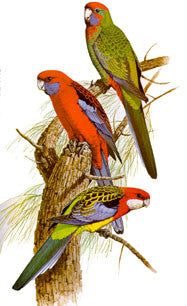 Parrots of the World