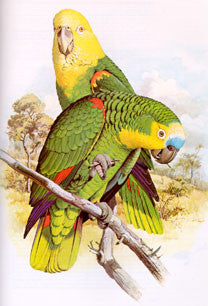 Parrots of the World