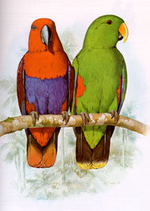 Parrots of the World