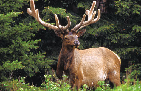 Rocky Mountain Wildlife