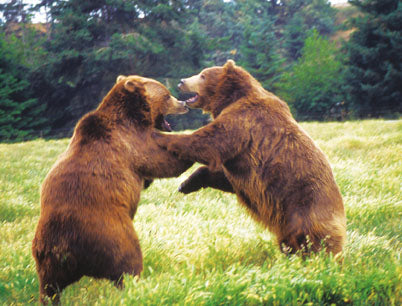 Rocky Mountain Wildlife