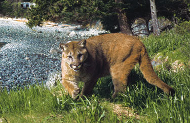 Rocky Mountain Wildlife
