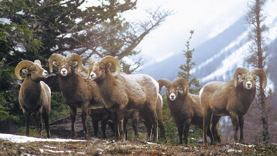 Rocky Mountain Wildlife