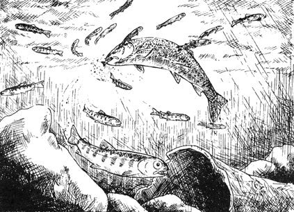 Salgair: a steelhead odyssey
