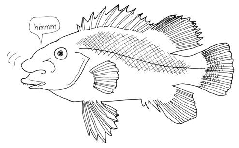 Secrets of Bait Fishing