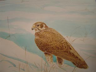 Shaheen: a falconer's journal from Turkey