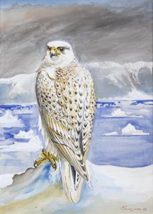 Shaheen: a falconer's journal from Turkey