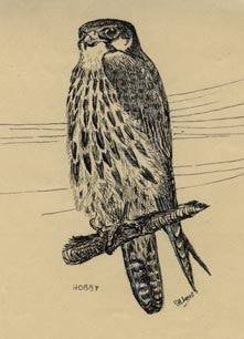 Shaheen: a falconer's journal from Turkey