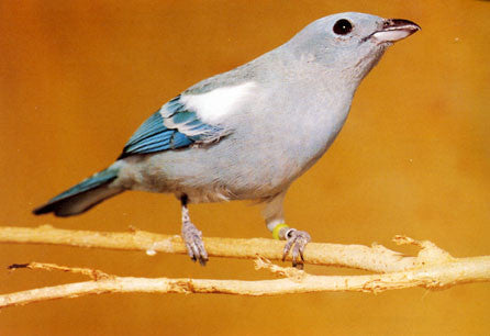 Softbills Care, Breeding and Conservation