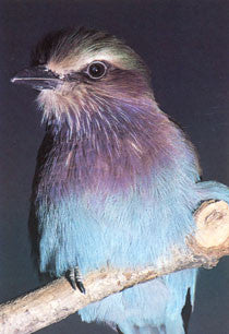 Softbills Care, Breeding and Conservation