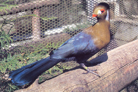 Softbills Care, Breeding and Conservation