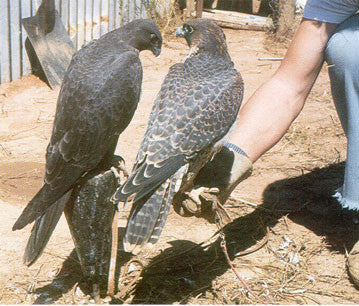 Some time with Eagles & Falcons