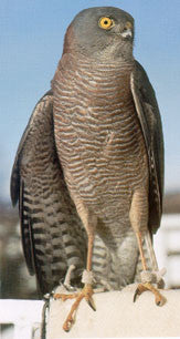 Some time with Eagles & Falcons